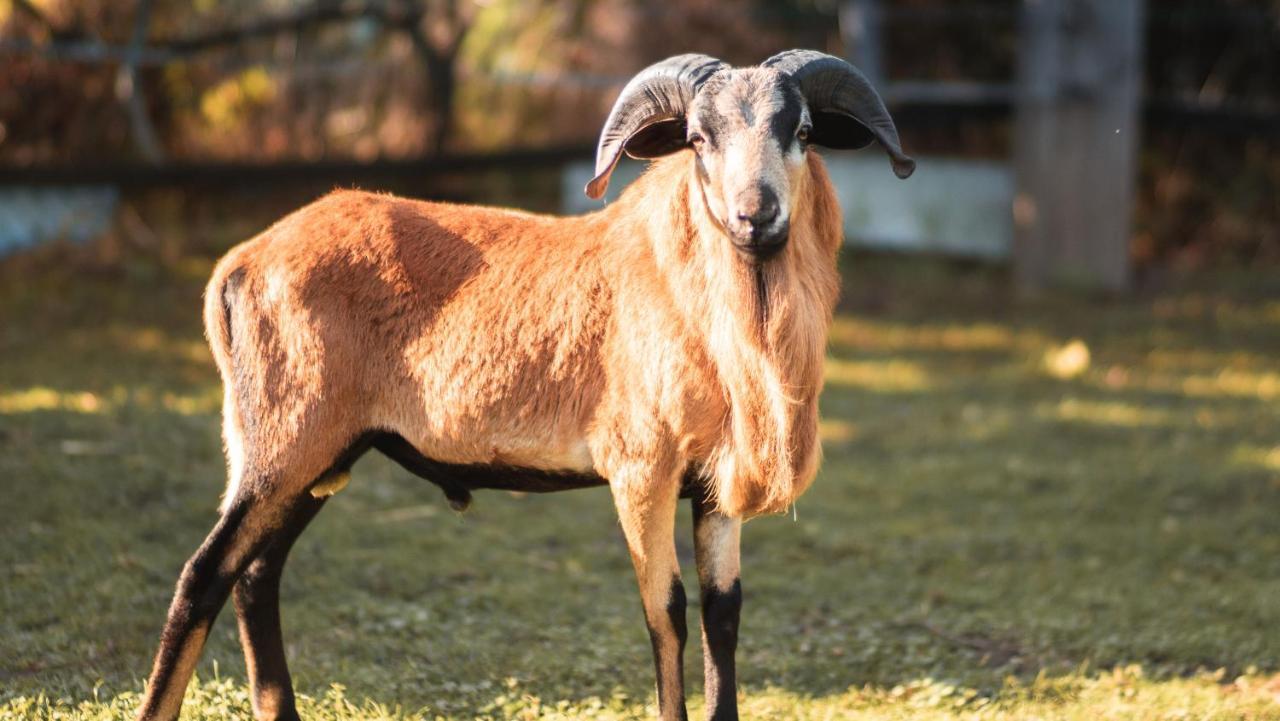 Apartamento Erlebnishof GRÜNE KUH Elsteraue Exterior foto
